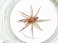 Folding-door-spider-1024x768.jpg
