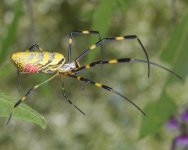 1920px-Joro_Spider_-_Trichonephila_clavata_(50564813031).jpg