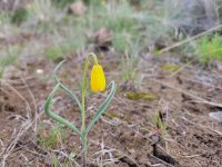20230407_172927 Yellow Bell.jpg 20230407_172927 Yellow Bell.jpg