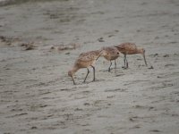 IMG_4419.JPG