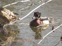 IMG_4633.JPG