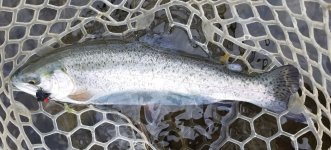 20230420_stockedfish.jpg