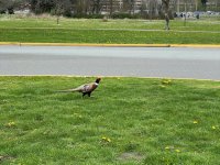 Pheasant.jpg
