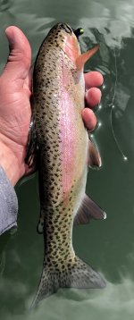 IMG_1564.jpeg IMG_1564.jpeg