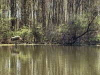 IMG_4662.jpeg