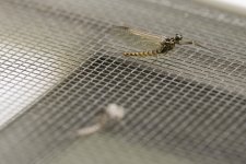 036-Mayfly-042523-post.jpg