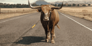 big-bull-matthew-mcconaughey.gif big-bull-matthew-mcconaughey.gif