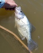 20230430_crappie.jpg