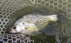 20230502_crappie.jpg