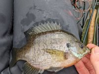 bluegill.jpg