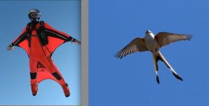 wingsuitfff.jpg