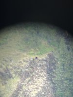 cliffbear.jpg