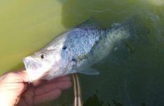 20230510_damcrappie.jpg