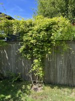 IMG_3604.jpeg