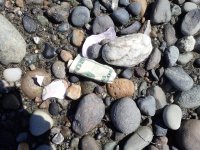 IMG_3634.jpeg