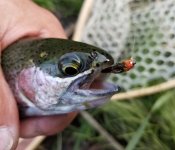 20230512_hotfly.jpg 20230512_hotfly.jpg