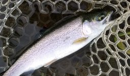 20230512_sslfish.jpg 20230512_sslfish.jpg