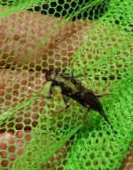 20230513_Salmflyschuc.jpg 20230513_Salmflyschuc.jpg