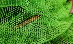 20230513_Salmonfly2.jpg 20230513_Salmonfly2.jpg