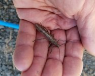 20230513_Salmonfly.jpg 20230513_Salmonfly.jpg