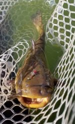 20230516_brnbullhead.jpg