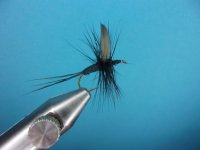 black gnat.JPG