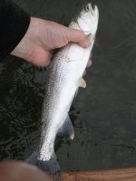 IMG_0032.jpeg IMG_0032.jpeg