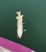 IMG_6153.jpeg