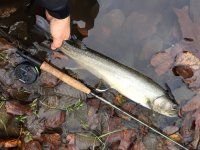Skagit Bull Trout Primer Chapter 5: Some Interesting Encounters
