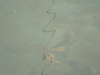 IMG_3704.jpeg