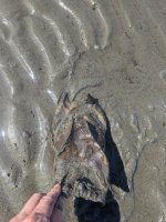 Puget Sound Egg case.jpg