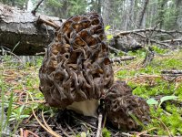 IMG_0941.jpeg