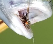 20230526_fly.jpg