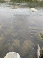 75B42261-ED3A-498B-9199-ED344F9B374A.jpeg