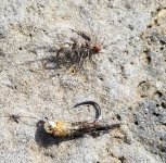 20230528_flies.jpg