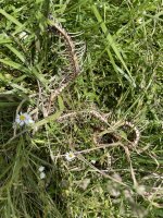 IMG_1996.jpeg