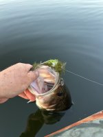 IMG_1809.jpeg