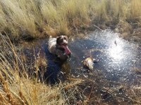 Roadie after long retrieve, with pheasant in water at Sage Canyon.jpg