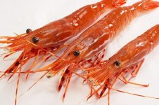 spot prawn 1.jpg