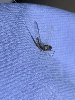 IMG_2539.jpeg