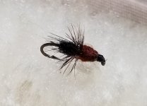 20230605_ant.jpg