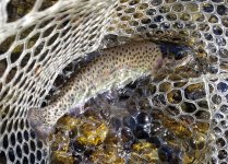 20230605_fish.jpg