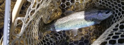 20230606_fish.jpg 20230606_fish.jpg