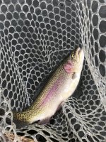 IMG_1237.jpeg