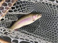 IMG_1238.jpeg