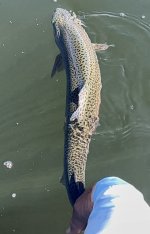 IMG_9384.jpeg