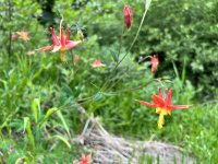 IMG_3551.jpeg IMG_3551.jpeg