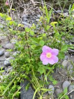 IMG_3545.jpeg IMG_3545.jpeg