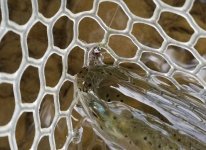 20230610_drkhefish.jpg
