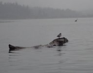 IMG_3833.jpeg